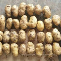 2021 New Crop Export Natural Chinese Fresh Potato Sweet Potato For Wholesale